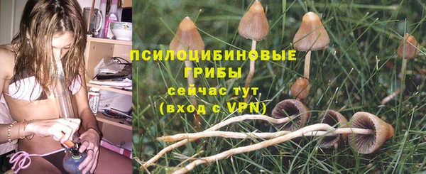 прущие грибы Бородино